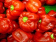 Red Bell Peppers.jpg